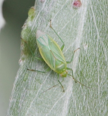 Lygocoris rugicollis