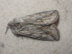 Pleromelloida cinerea