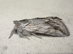 Pleromelloida cinerea