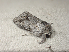 Pleromelloida cinerea