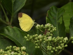 Eurema sari