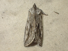 Pleromelloida cinerea