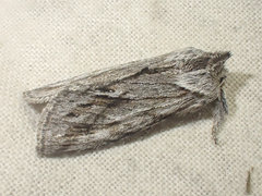 Pleromelloida cinerea