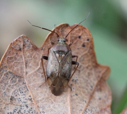 European Tarnished Plant Bug, photo 3 of 10