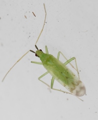 Macrolophus pygmaeus