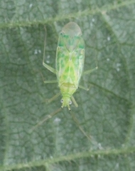 Malacocoris chlorizans