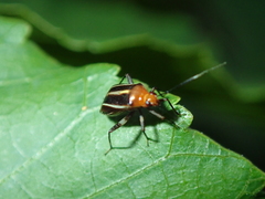 Horciasinus signoreti