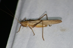 Neoconocephalus retusus