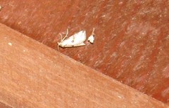 Zebeeba falsalis