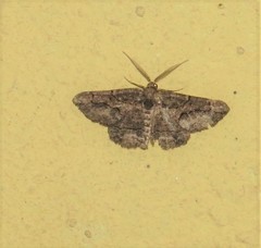 Menophra japygiaria