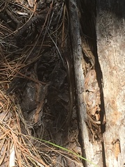 Plestiodon multivirgatus