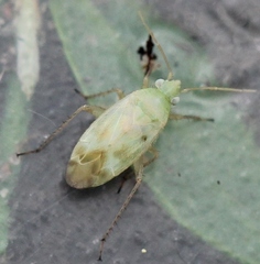 Megalocoleus molliculus