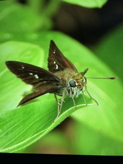 Oligoria maculata