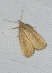 Macrochilo orciferalis