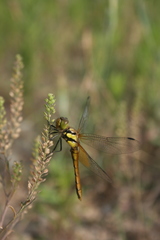 Sympetrum speciosum