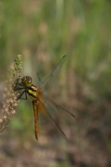 Sympetrum speciosum