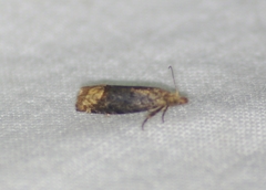 Eucosma ochroterminana