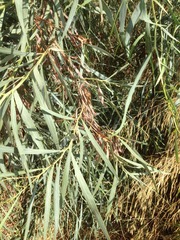 Acacia saligna
