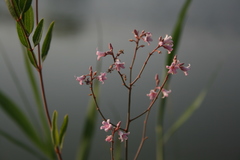Apocynum venetum