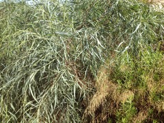 Acacia saligna