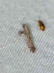 Caloptilia ostryaeella