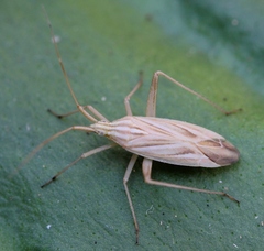 Miridius quadrivirgatus