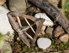 Grammodes bifasciata