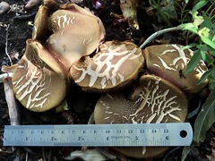 Xerocomellus salicicola