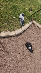 Columba livia domestica