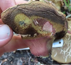Xerocomellus salicicola