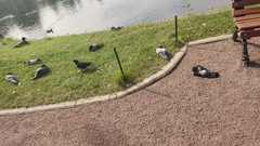 Columba livia domestica