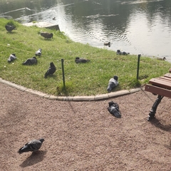 Columba livia domestica