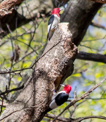 photo of Red-headed Woodpecker (Melanerpes erythrocephalus)