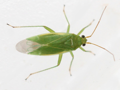 Orthotylus marginalis