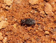 Scopodes