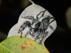 Megafreya sutrix