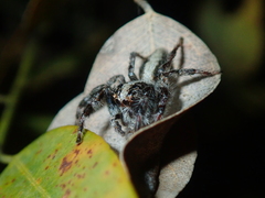 Megafreya sutrix