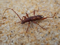 Coptocercus biguttatus