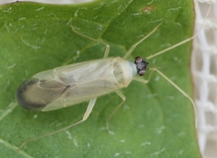Phylus melanocephalus