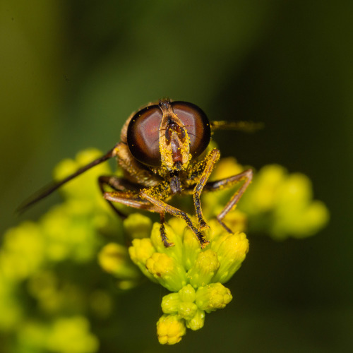 Narrow-headed Marsh Fly