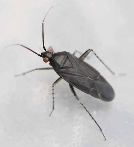 Common Nettle Flower Bug