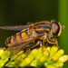 Marsh Flies - Photo (c) bob15noble, some rights reserved (CC BY-NC), uploaded by bob15noble