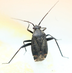 Polymerus nigrita