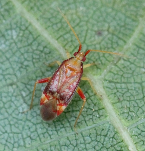 Pseudoloxops coccineus