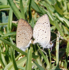 Zizeeria knysna