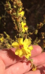 Verbascum sinuatum