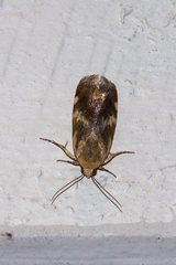 Acontia detrita