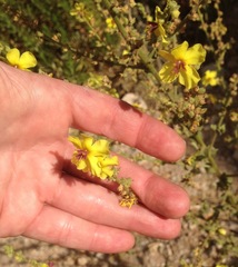 Verbascum sinuatum