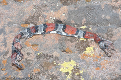 Lampropeltis alterna
