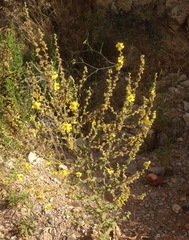 Verbascum sinuatum